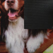 Коврик влаговпитывающий Vortex Samba Собаки в гамаке 50х80 см 24217