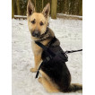 Прочный нейлоновый жилет для собак Molle Patrol K9 (черный)