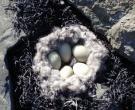 Гнездо гаги в сухих морских водорослях