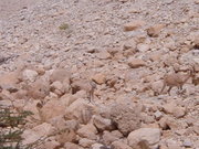 Countershaded Ibex are almost invisible in the Israeli desert