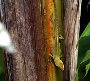 Green Anole exhibits mimicry by resembling a leaf.