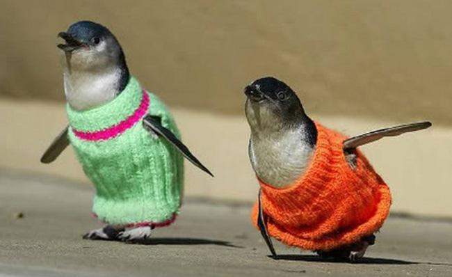 В XXI веке свитеры стали носить не только люди и карманные собачки, но и пингвины